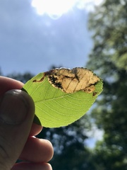 Profenusa canadensis