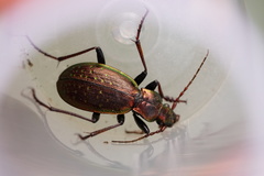 Carabus fabricii