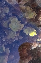 Mesophyllum lichenoides