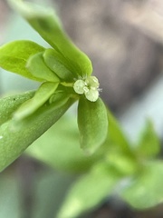 Galium bifolium