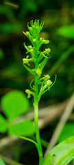 Platanthera flava herbiola