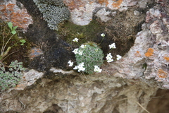 Draba ossetica