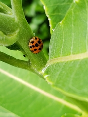 Harmonia axyridis