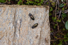 Selatosomus confluens