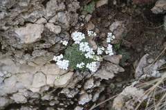 Draba ossetica