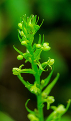 Platanthera flava herbiola