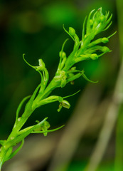 Platanthera flava herbiola