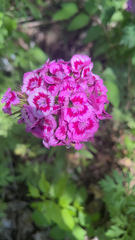Dianthus barbatus