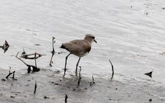 Vanellus chilensis