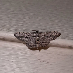 Anavitrinella pampinaria