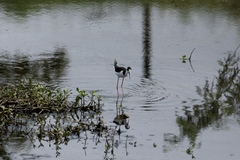 Himantopus mexicanus