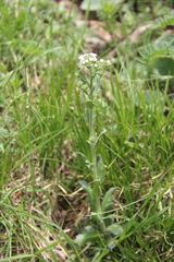 Draba stylaris