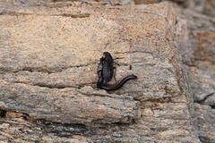 Carabus carinthiacus