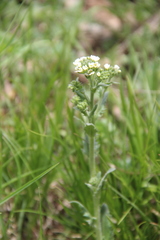 Draba stylaris