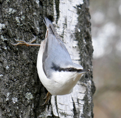 Sitta europaea