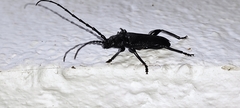 Ropalopus clavipes