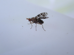 Trypetoptera