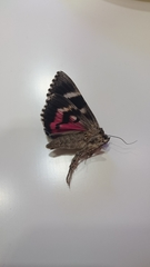 Catocala sponsa