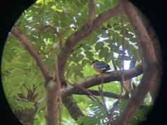 Pitta moluccensis
