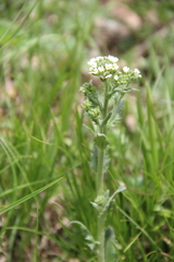 Draba stylaris