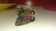 Catocala sponsa