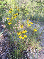 Dysodiopsis tagetoides