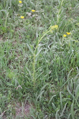Erysimum hieraciifolium