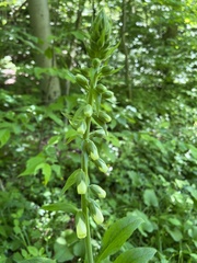 Digitalis grandiflora