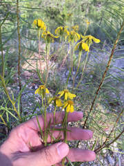 Dysodiopsis tagetoides