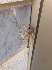 Scotodrymadusa