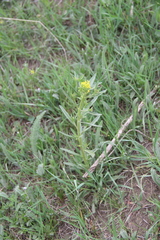 Erysimum hieraciifolium