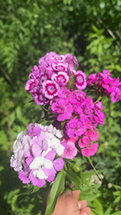 Dianthus barbatus