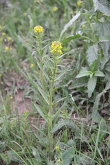 Erysimum hieraciifolium