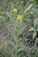 Erysimum hieraciifolium