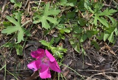 Callirhoe involucrata