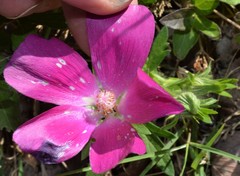 Callirhoe involucrata