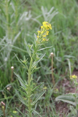 Erysimum hieraciifolium