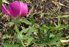 Callirhoe involucrata