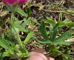 Callirhoe involucrata