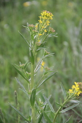 Erysimum hieraciifolium