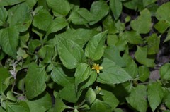Calyptocarpus vialis