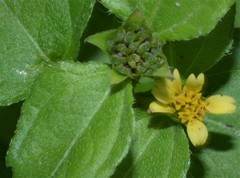 Calyptocarpus vialis