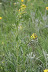 Erysimum hieraciifolium