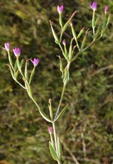 Centaurium tenuiflorum