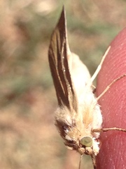 Heliocheilus paradoxus