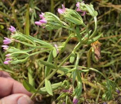 Centaurium tenuiflorum