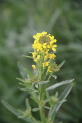 Erysimum hieraciifolium