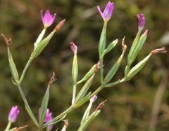 Centaurium tenuiflorum