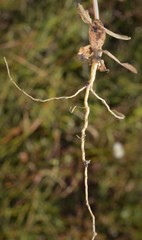 Centaurium tenuiflorum