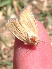 Heliocheilus paradoxus